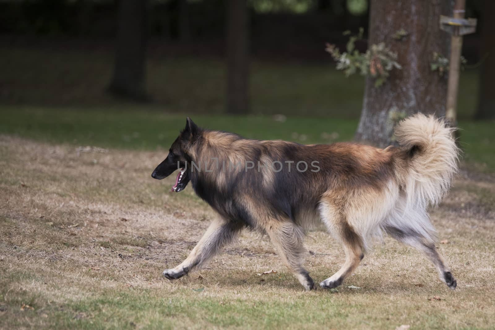 Dog, Belgian Shepherd Tervuren, running by avanheertum