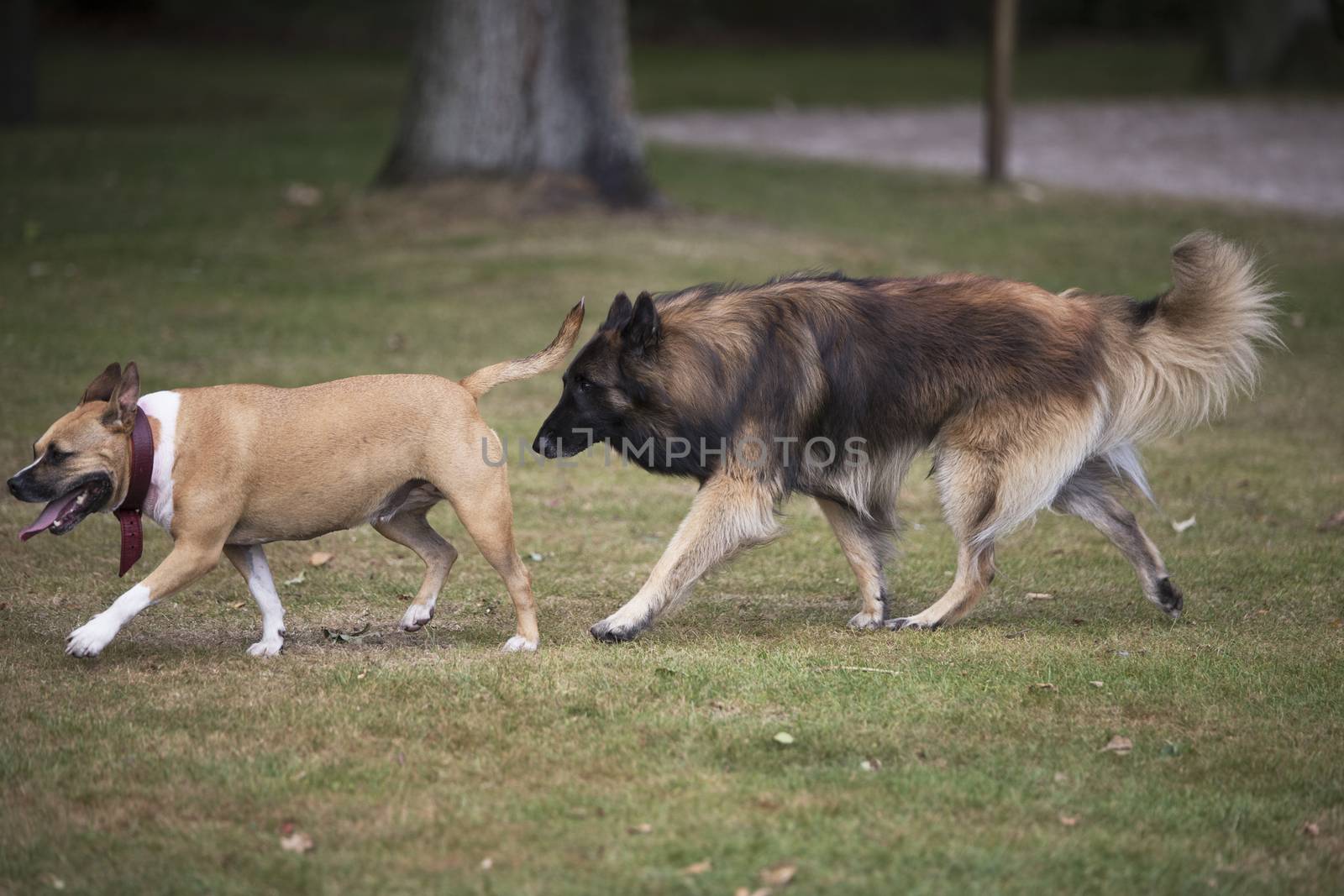 Two dogs, Staffordshire bull terrier and belgian shepherd tervuren, chasing each other