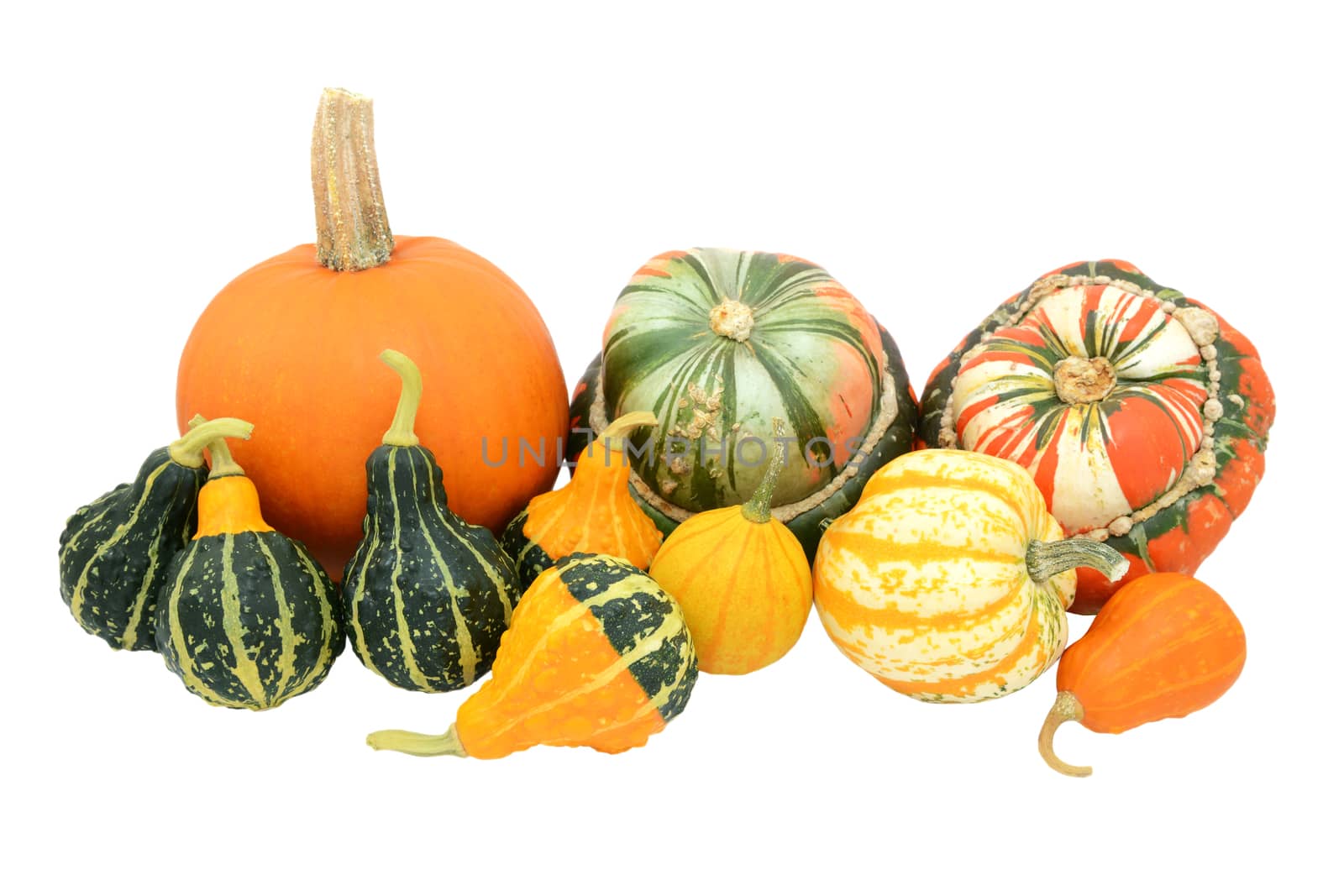 Selection of boldly coloured and striped gourds, pumpkins and squashes, isolated on a white background