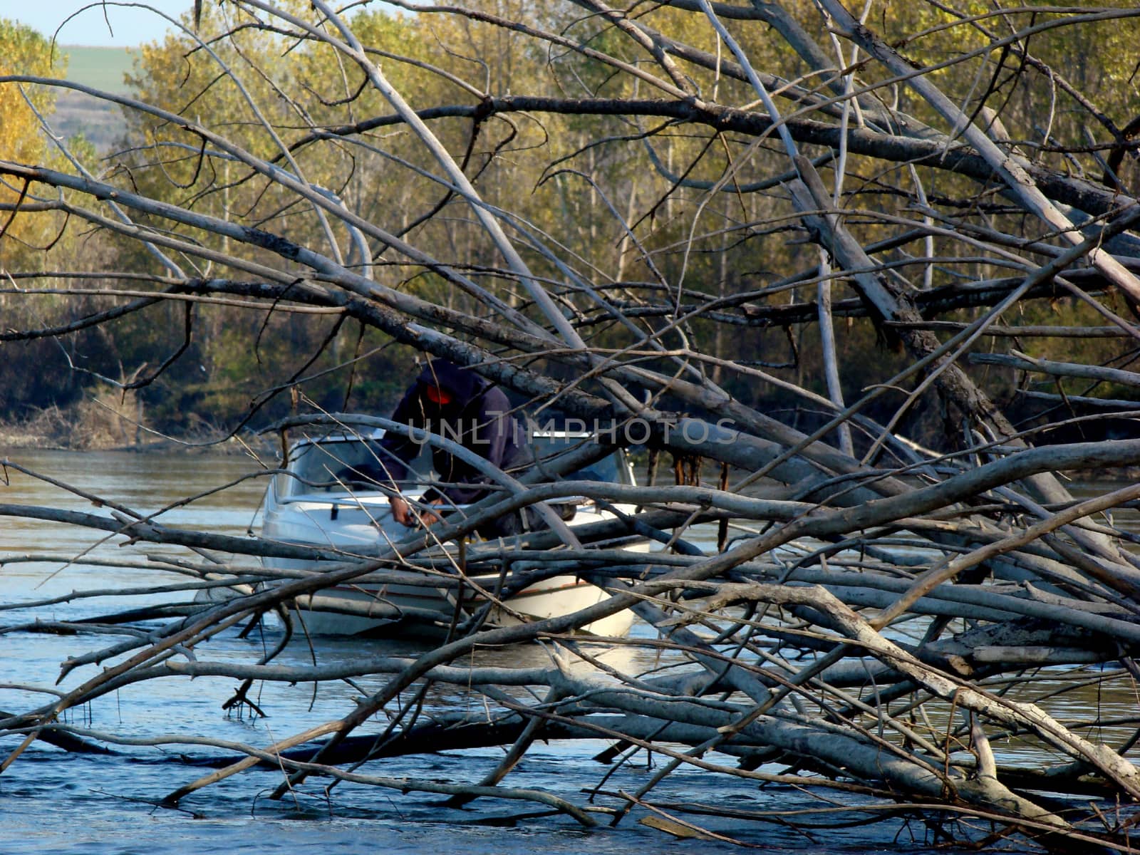 Autumn cold and quiet in November on the Danube.
Fishermen fishing boat through fallen trees in the river