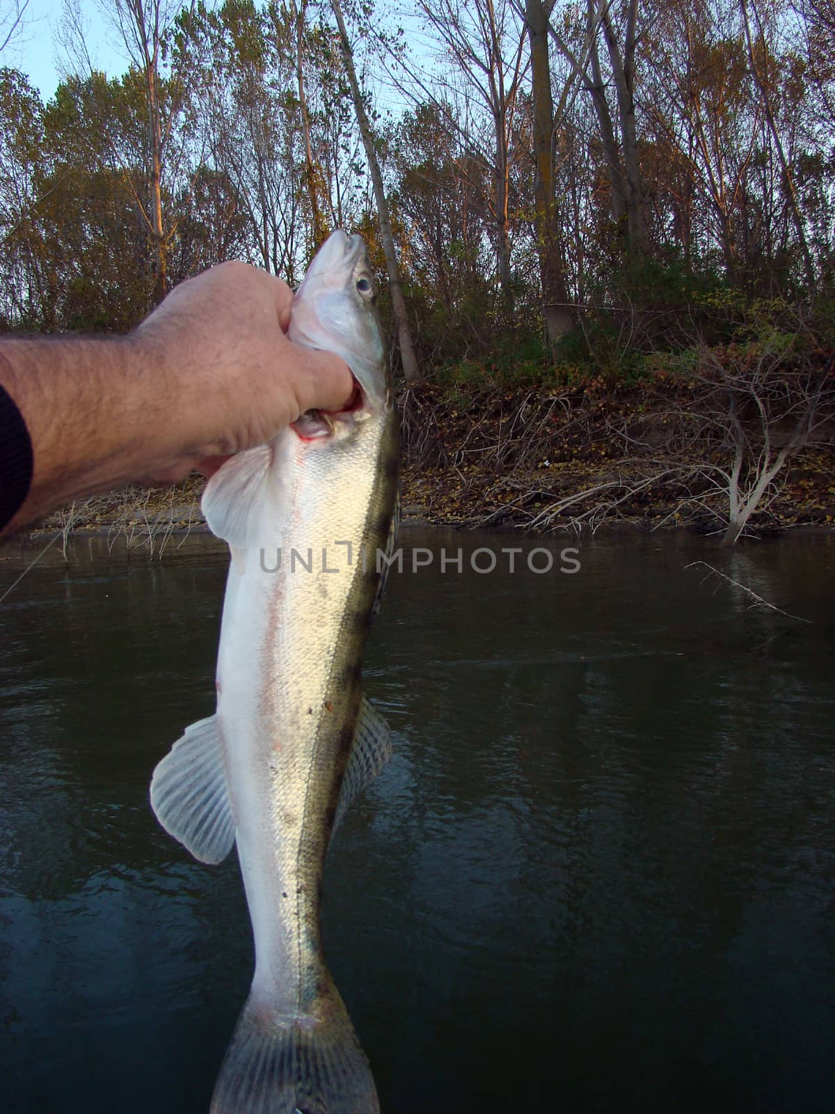 The angling boat on the Danube are exciting.
Here a nice zander caught glimpse of bream