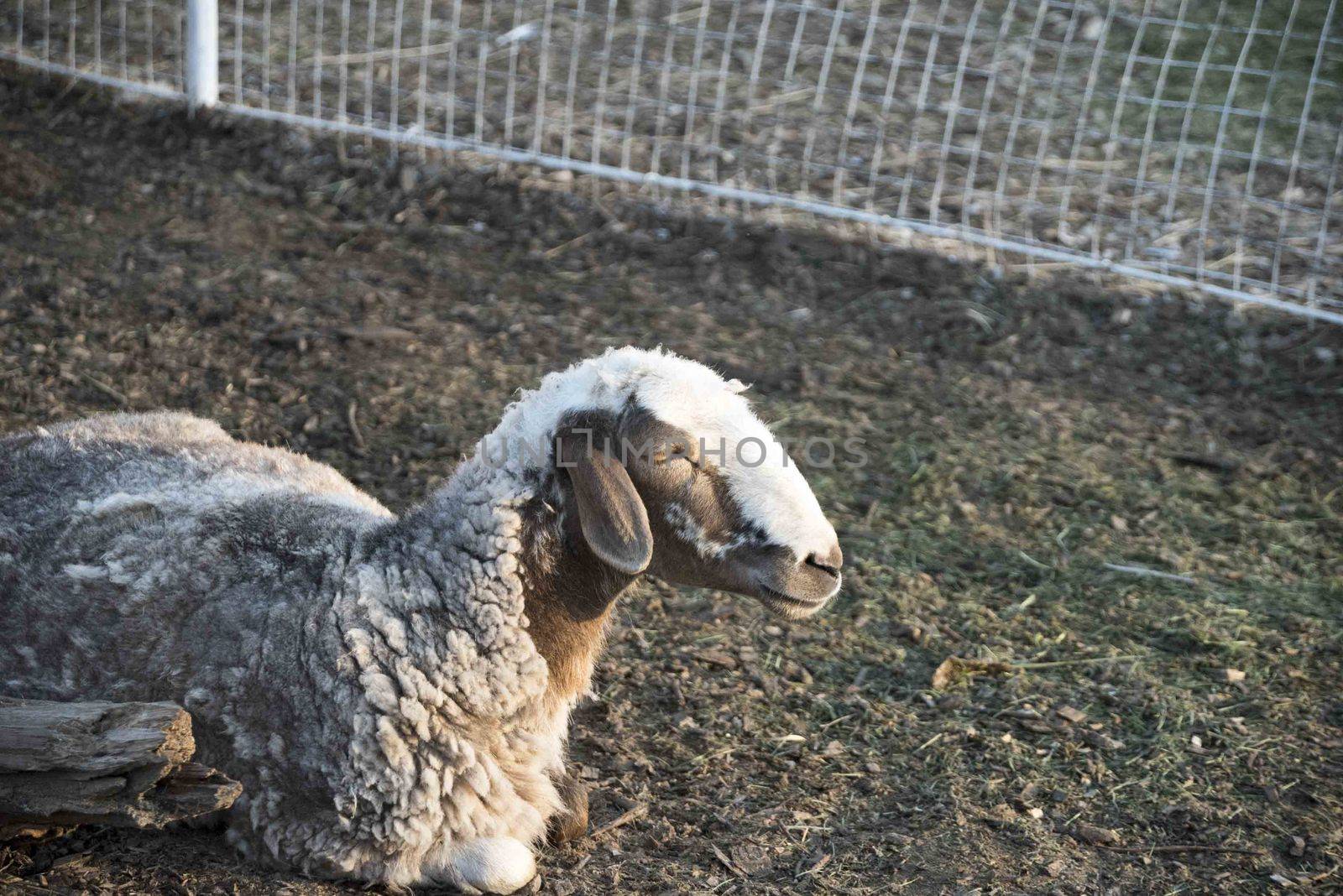 Sheep. Sheep in nature. Sheep on meadow. Sheep farming. Sheep farming outdoor.