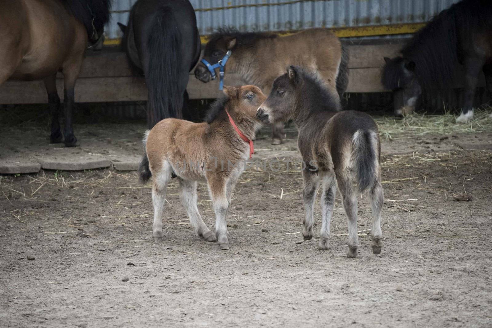 Mini dwarf horse in a pasture at a farm. foal mini horse. 