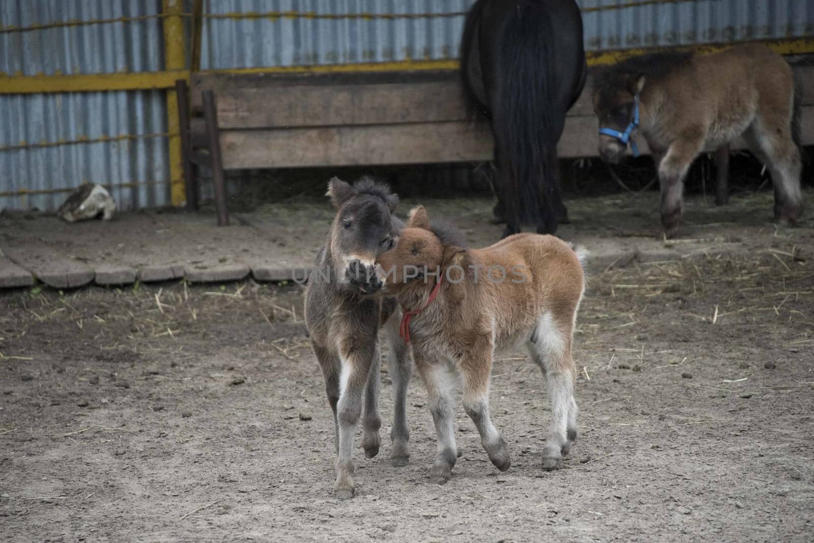 Mini dwarf horse in a pasture at a farm. foal mini horse. 