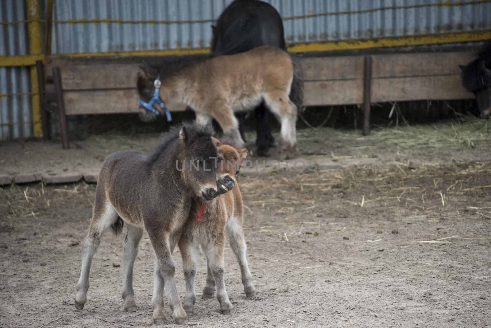 Mini dwarf horse in a pasture at a farm. foal mini horse. 