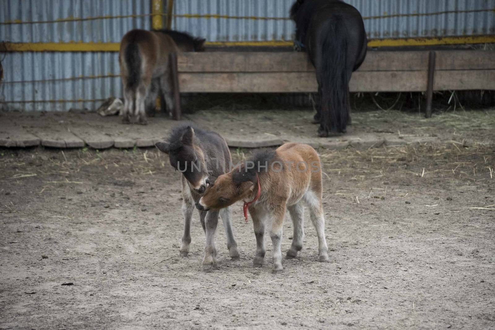 Mini dwarf horse in a pasture at a farm. foal mini horse. 