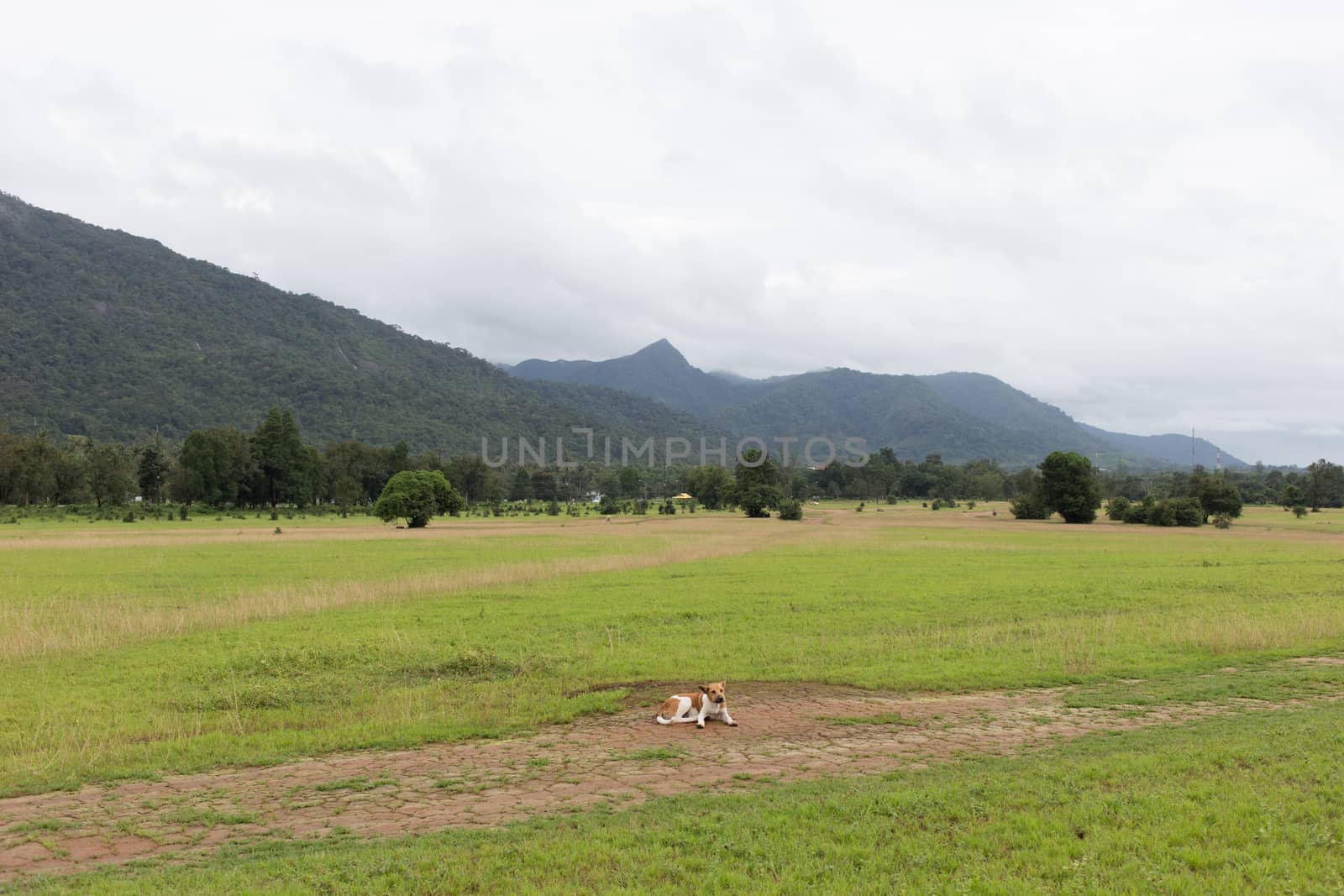 dog in field of grass in mountain by ngarare