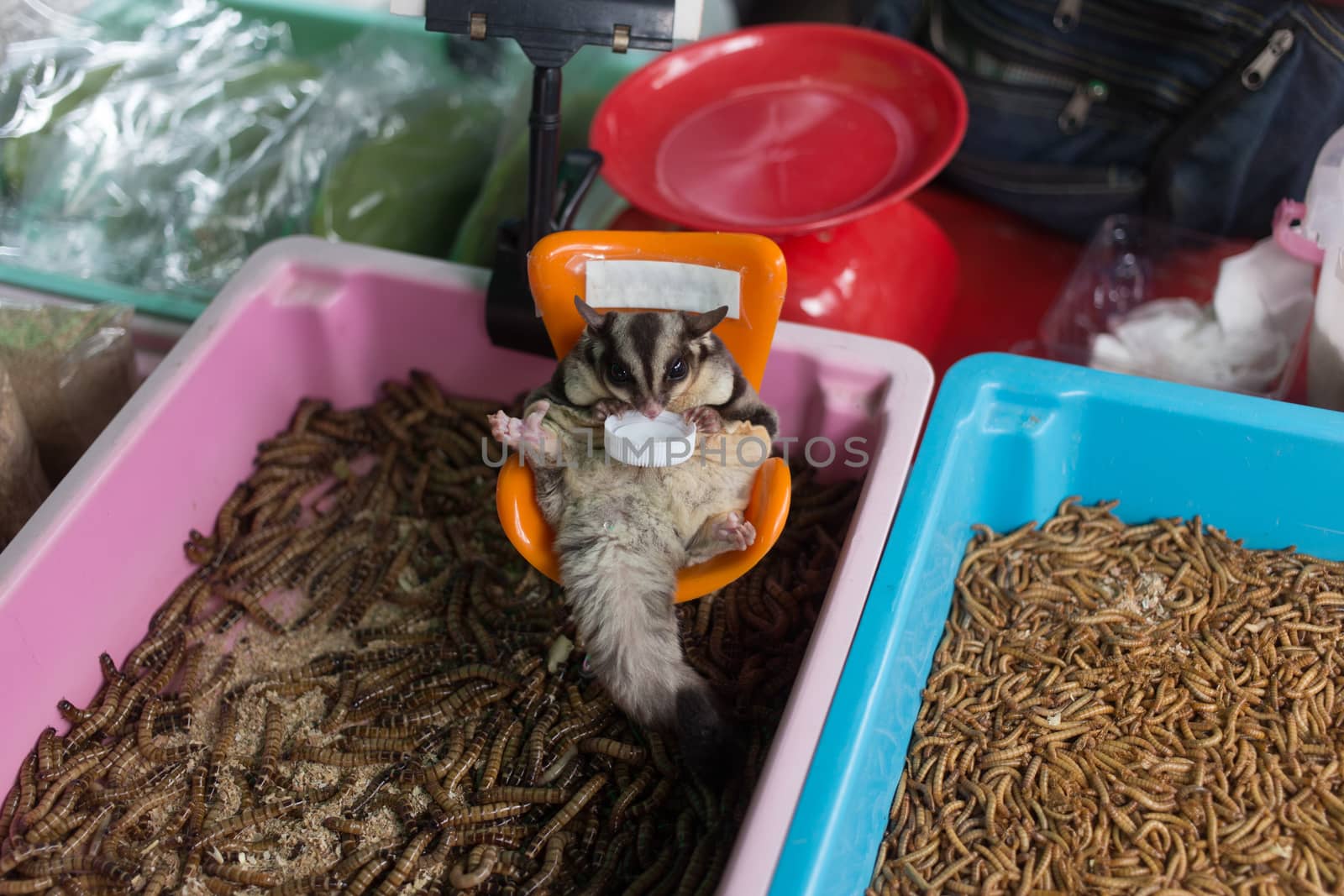 sugar-glider drinking water in pet shop