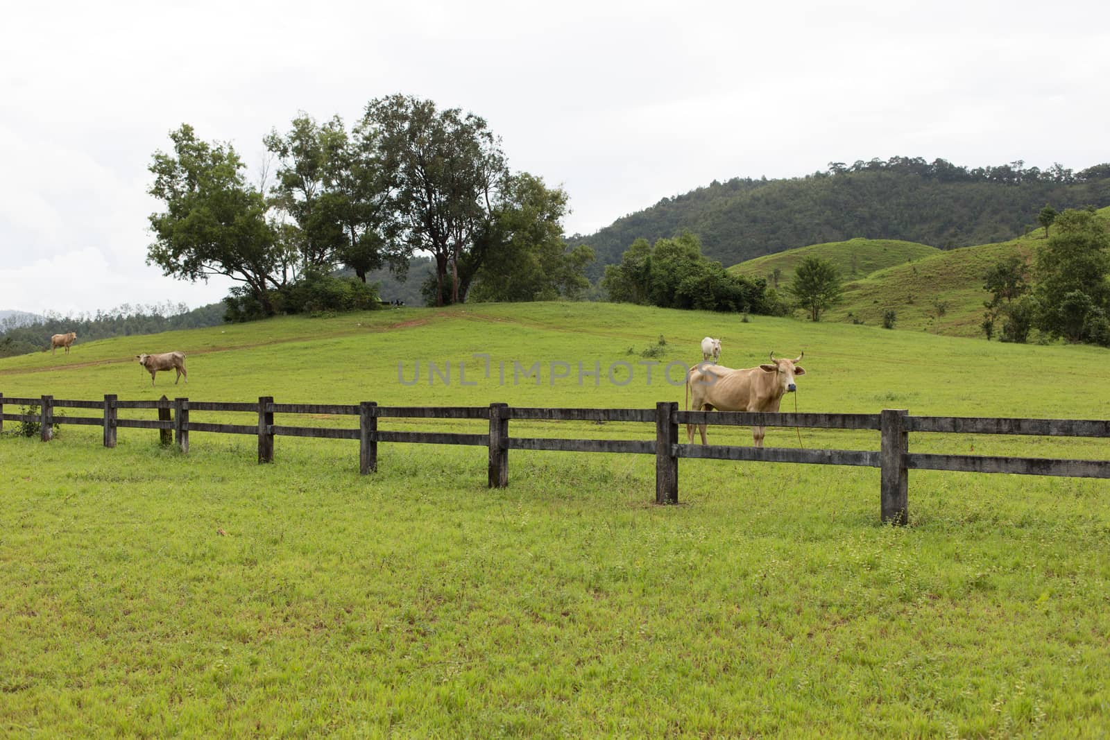 fences of cattle in field of grass in mountain by ngarare