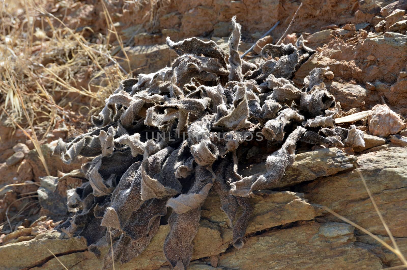 Plant of color dyes purple on a stony soil.