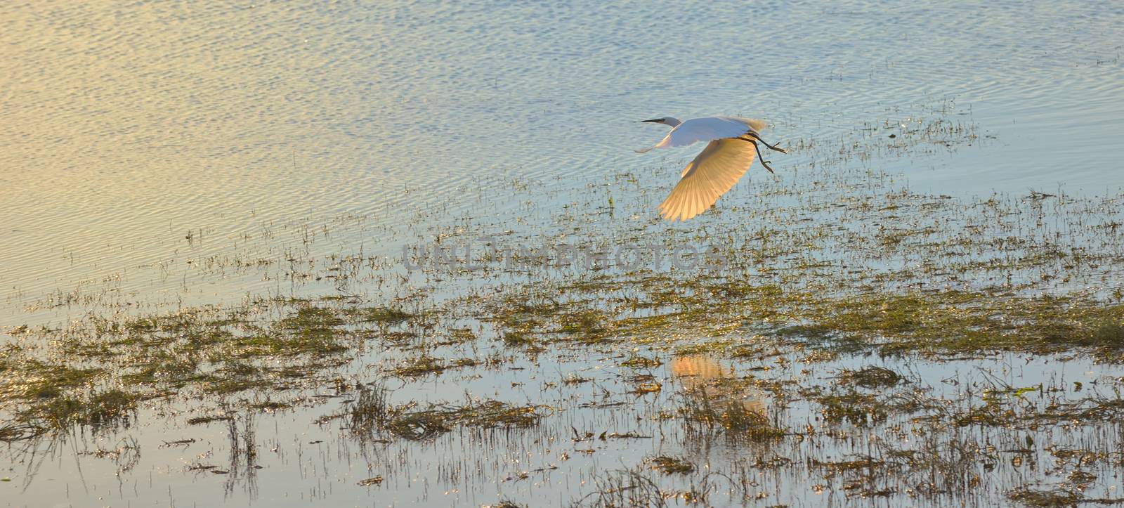 white egret in flight over danube delta