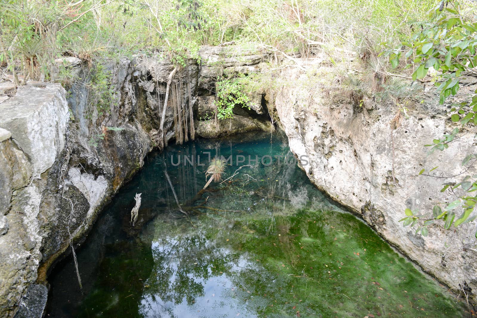 Forest with a cenote at Giron on Cuba