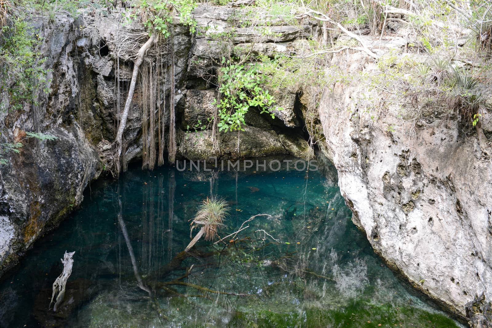 Forest with a cenote at Giron by Fotoember