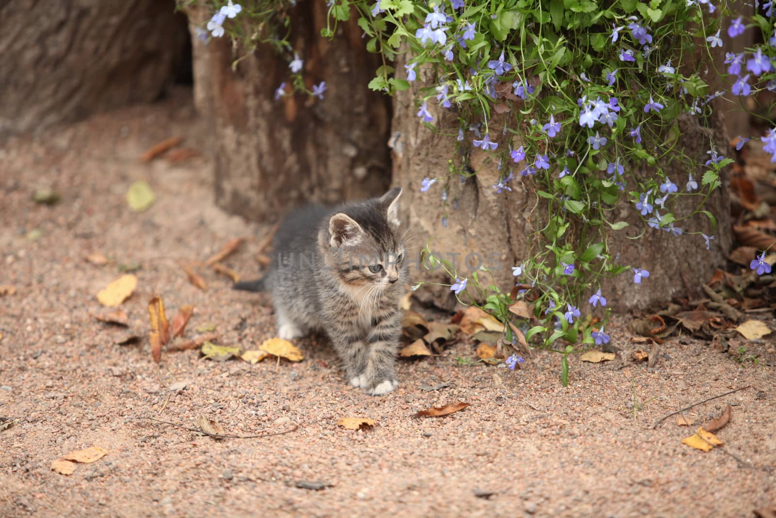 little  kitten sitting near blue flowers