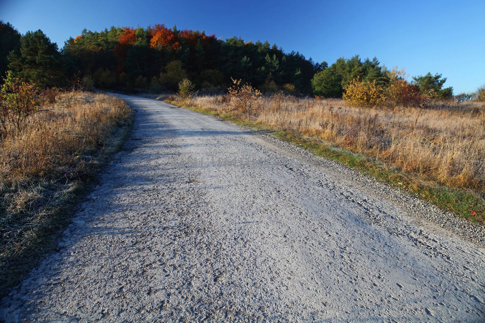 asphalt road through the field with blue sky in autumn day