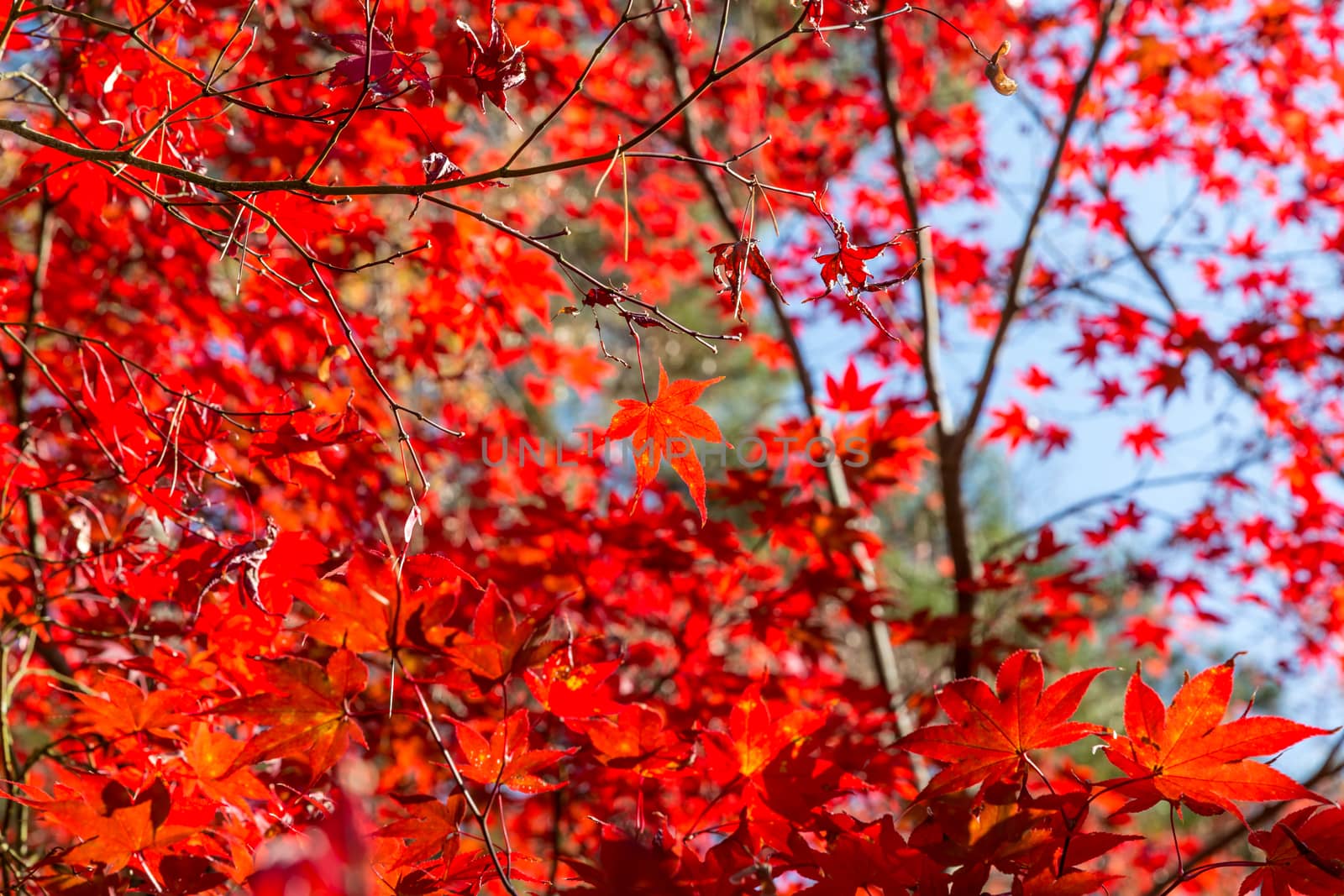 red autumn leaves in beautiful fall park.