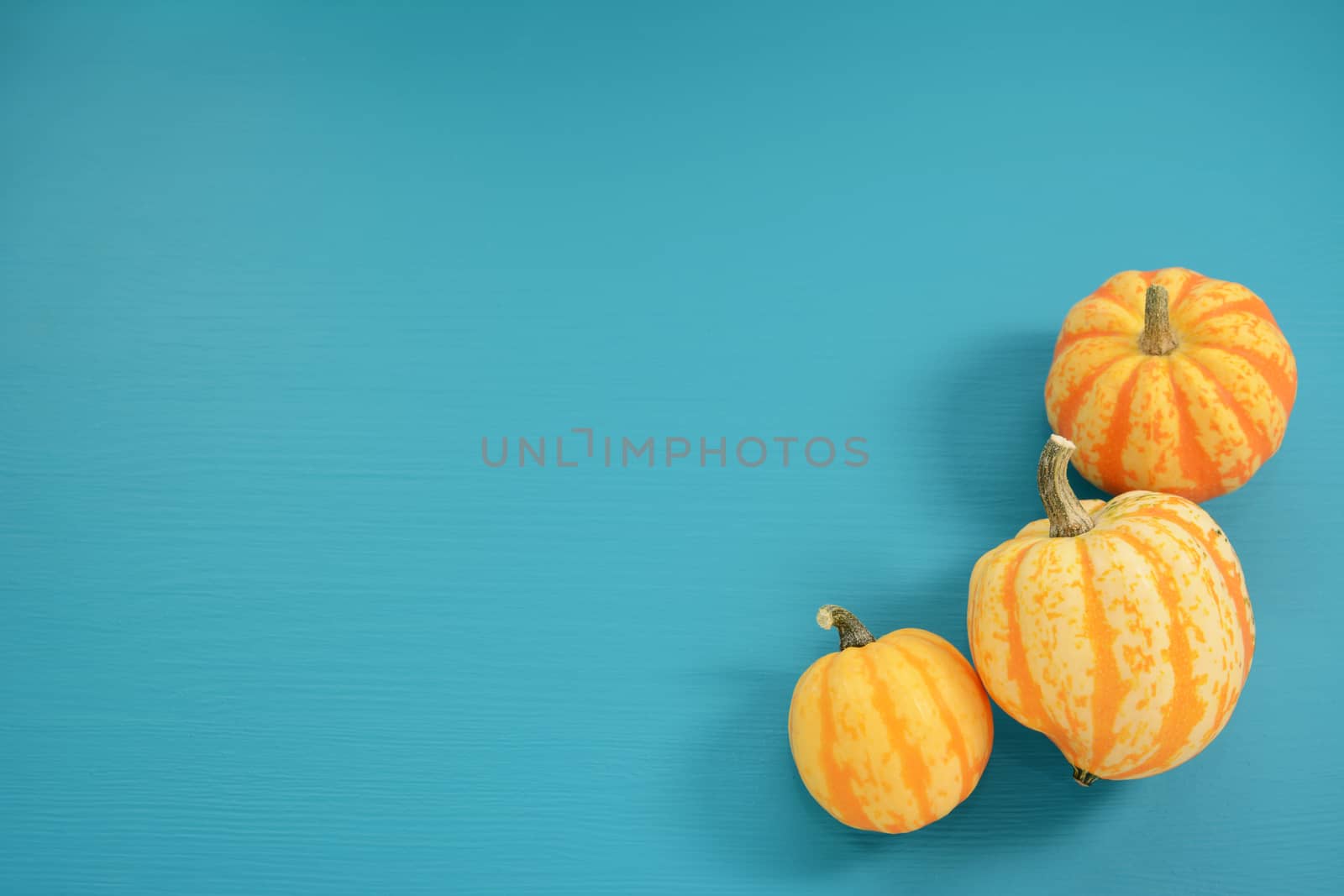 Three yellow and orange Festival squash arranged on blue painted wooden background with copy space
