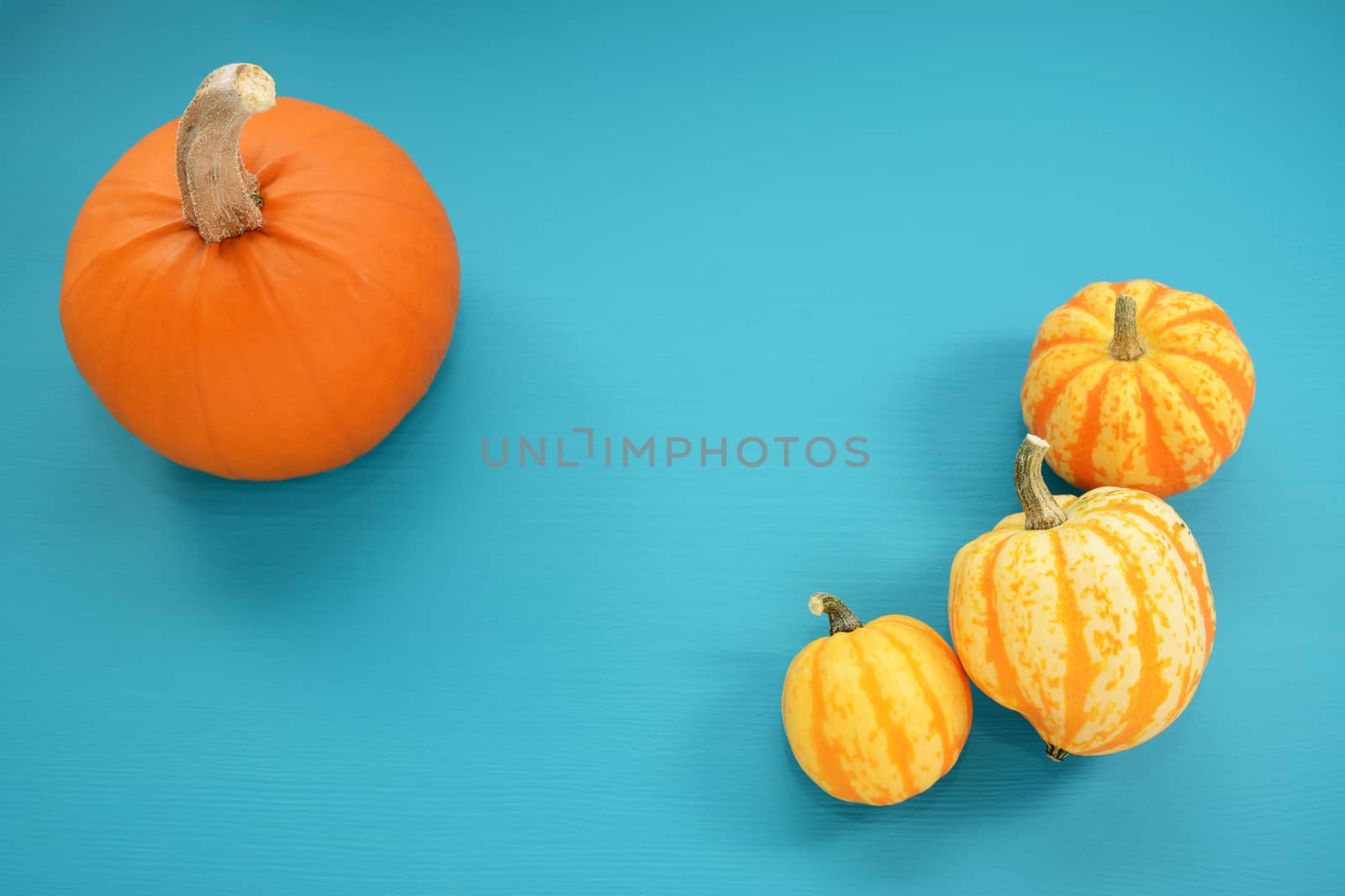 Orange pumpkin and yellow Festival squash on bold teal painted wood background with copy space