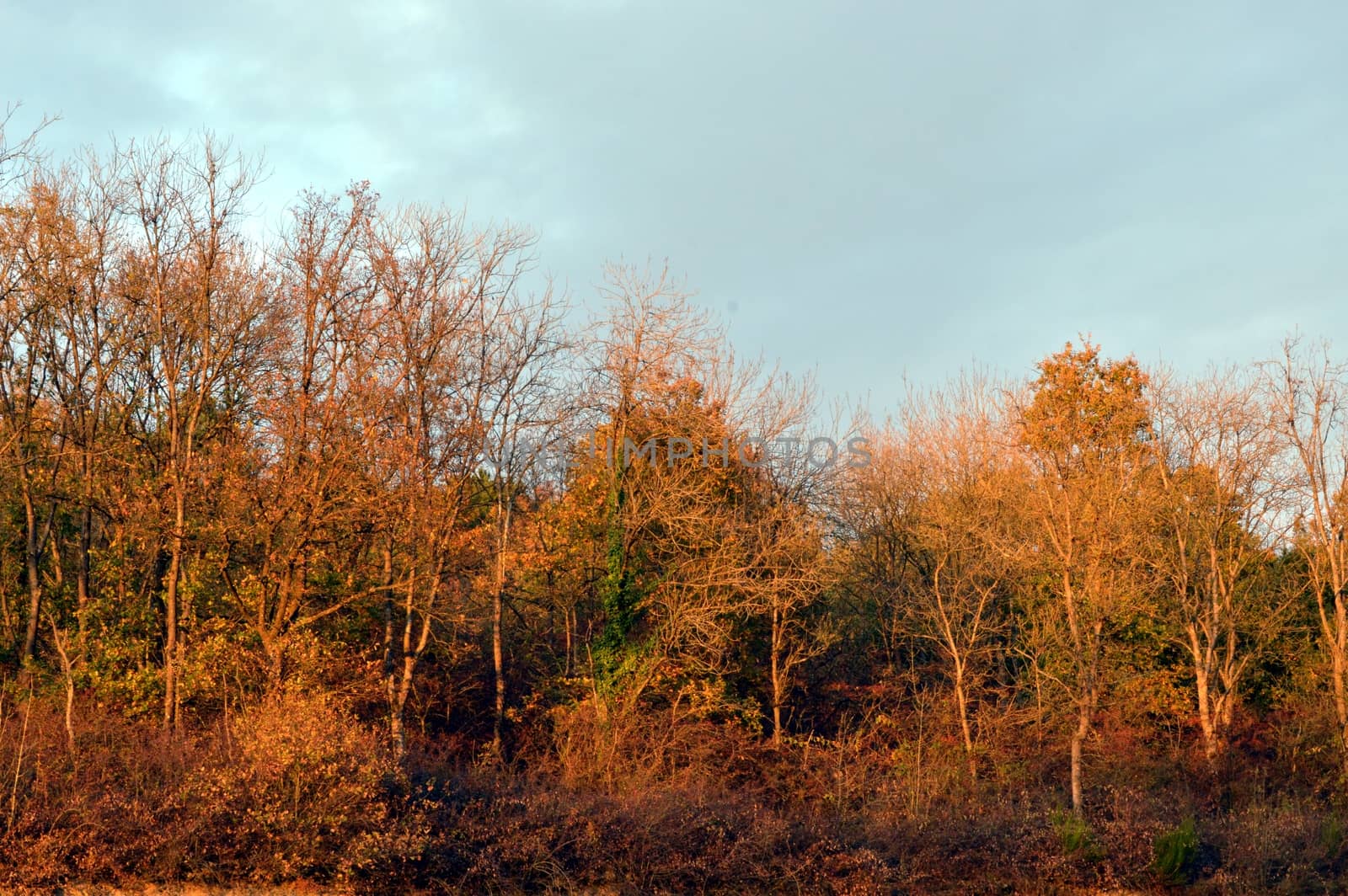 Autumn trees in the color of a sunset