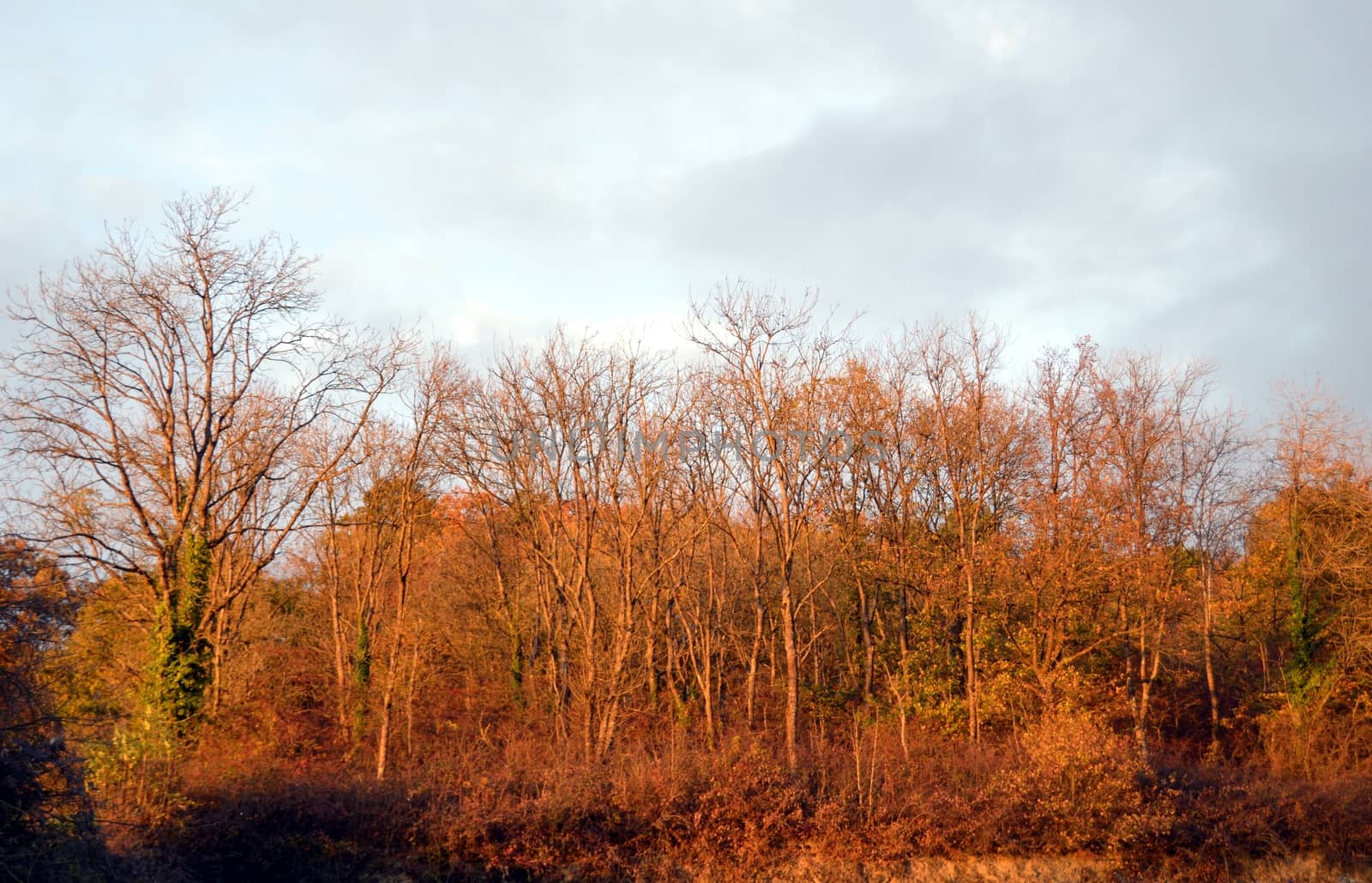 Autumn trees in the color of a sunset