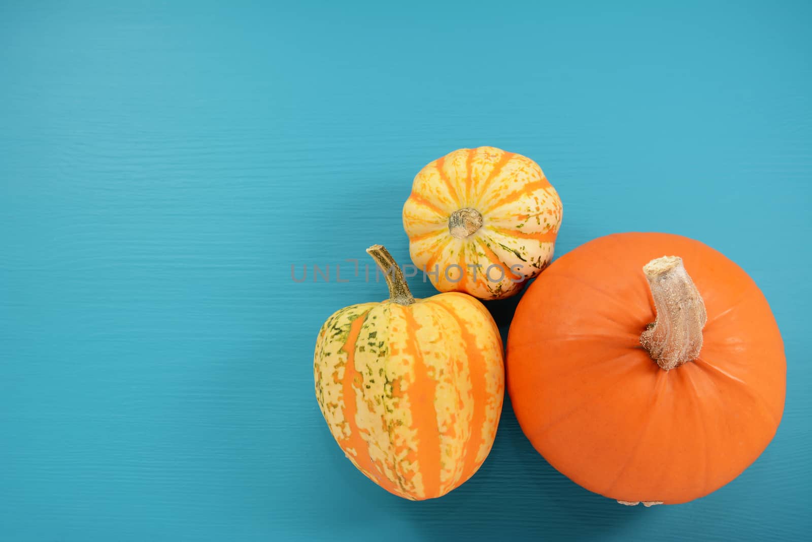 Orange pumpkin and boldly patterned squash on a teal blue painted wooden background with copy space