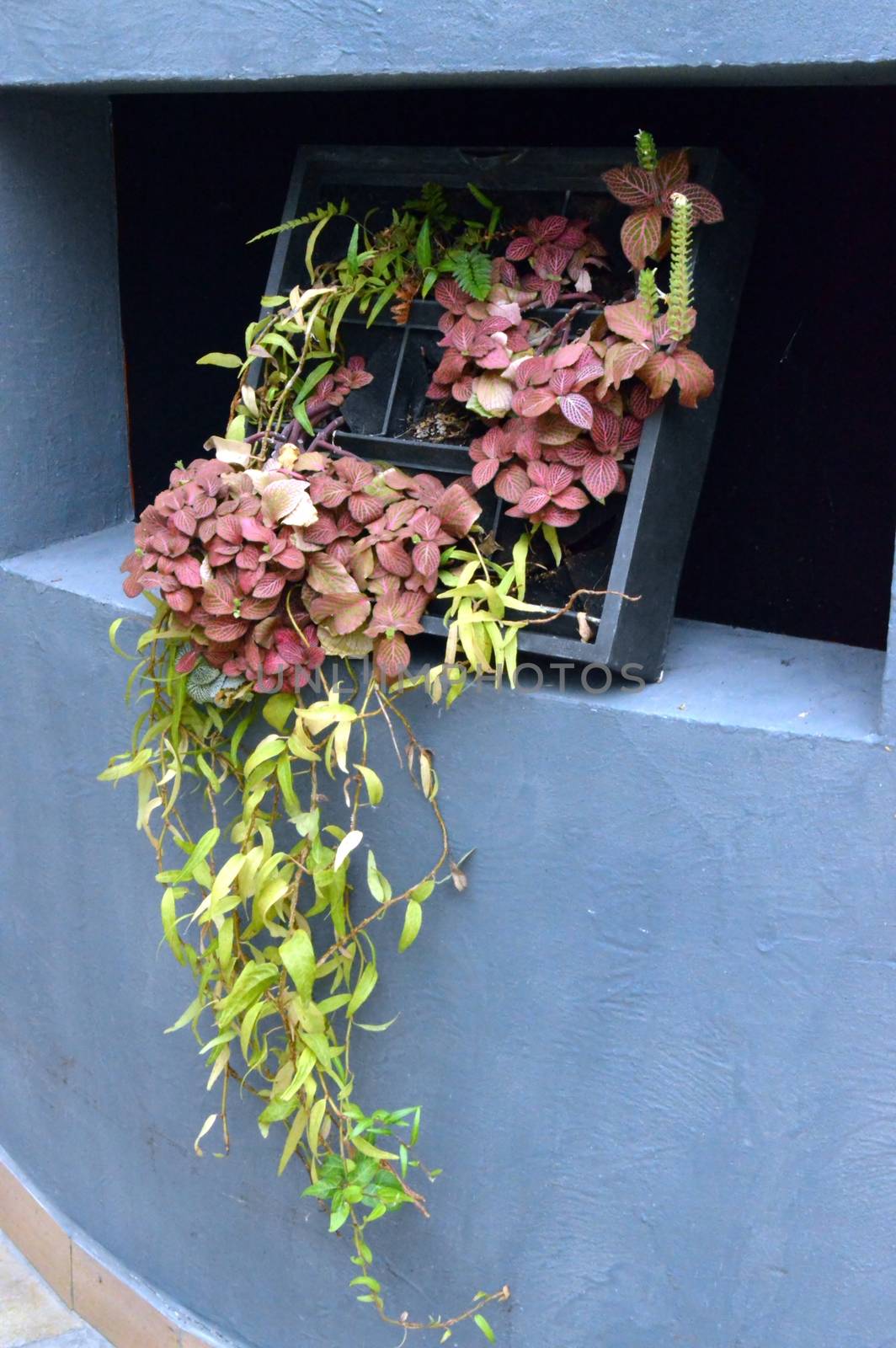 Potted flowers in a niche of a wall