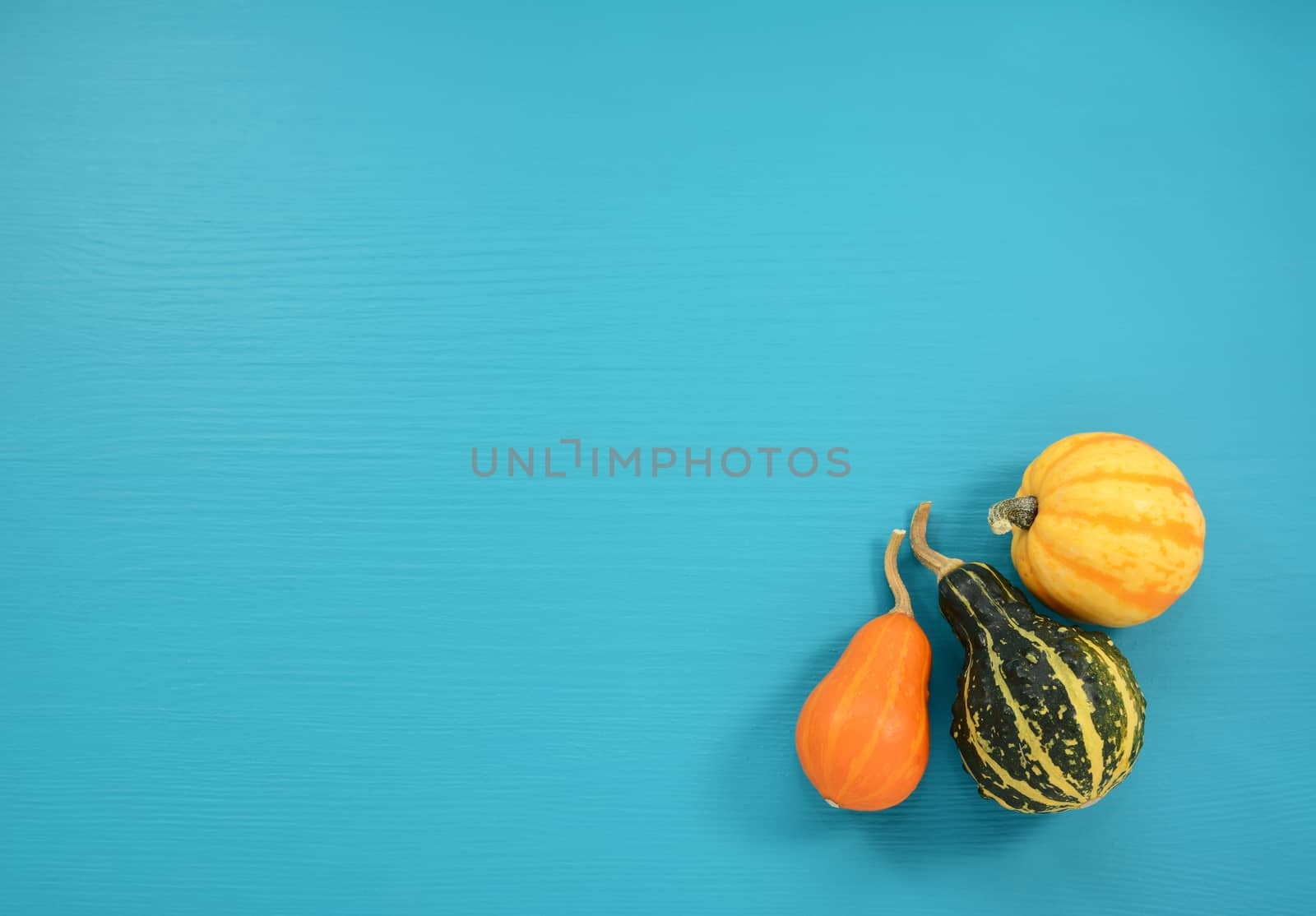 Orange, green and yellow gourd sand squash on a background of wood painted turquoise with copy space