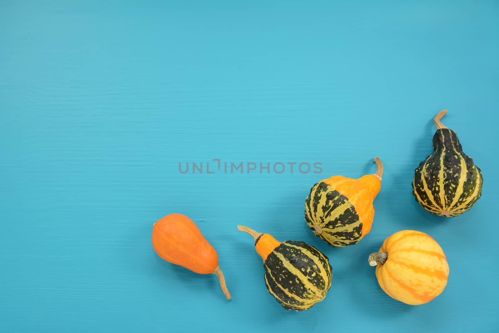 Five ornamental gourds and squash scattered on a turquoise painted wooden background with copy space