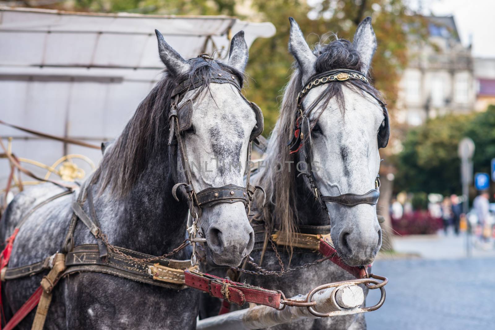 two light gray horse in harness on the street