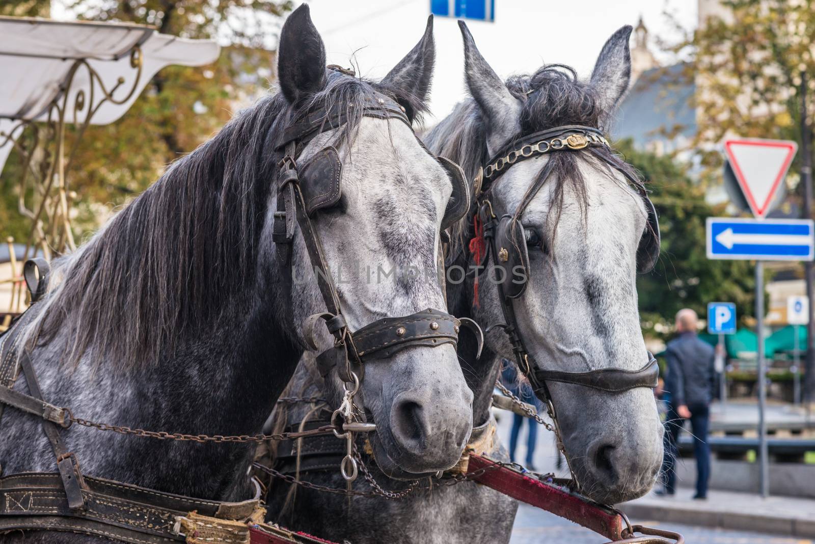two light gray horse in harness on the street