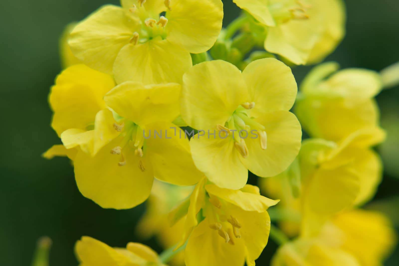 Macro closeup of yellow canola flower in natural background