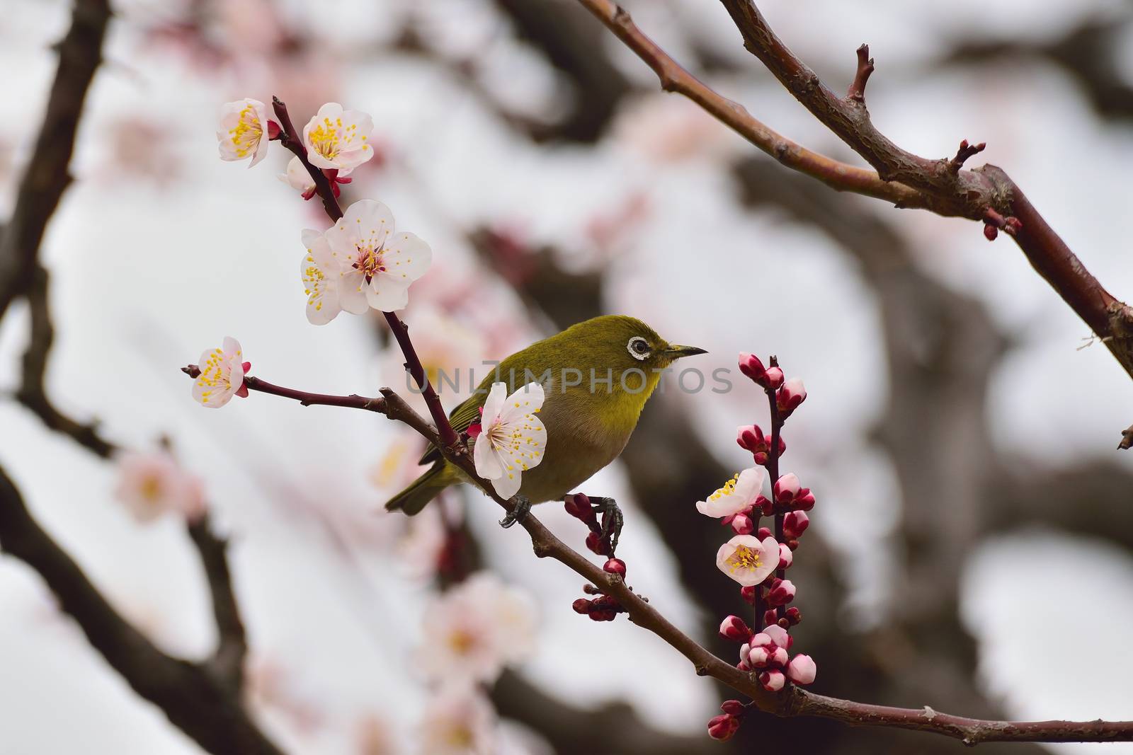 Japanese Whiye Eye Bird on white Plum blossom tree in horizontal frame