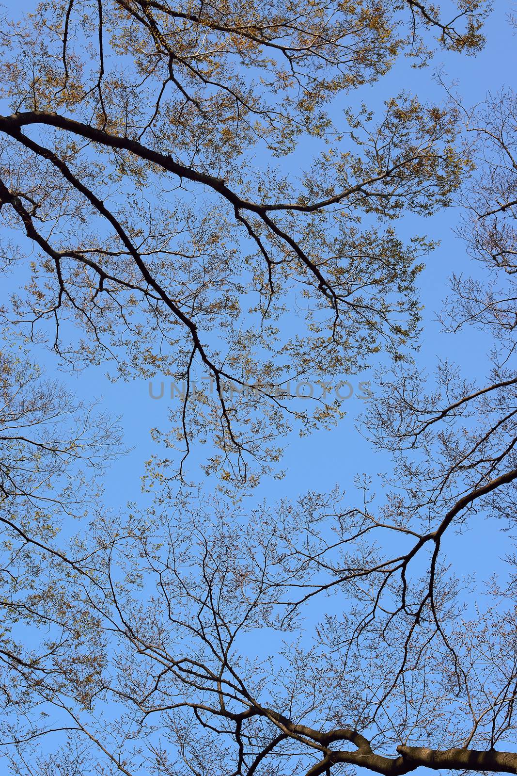 Nature background Silhouette leafless tree branches in vertical frame