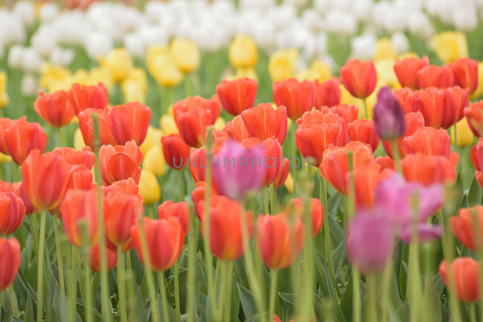 Nature Background of colorful Tulip garden in horizontal frame