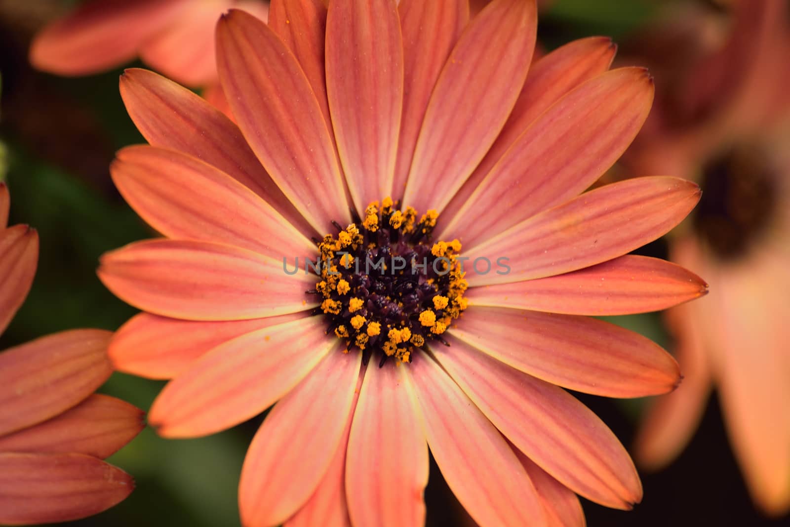 Macro details of pink Daisy flower in horizontal frame