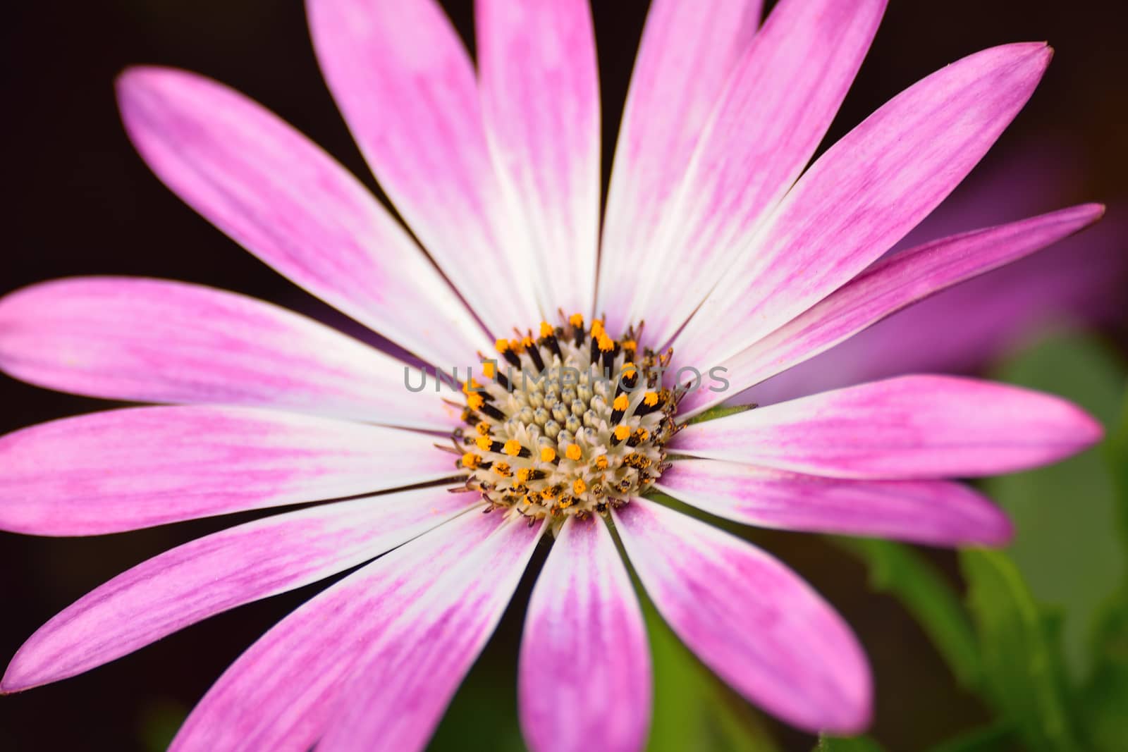 Macro details of purple colored Daisy flower in horizontal frame