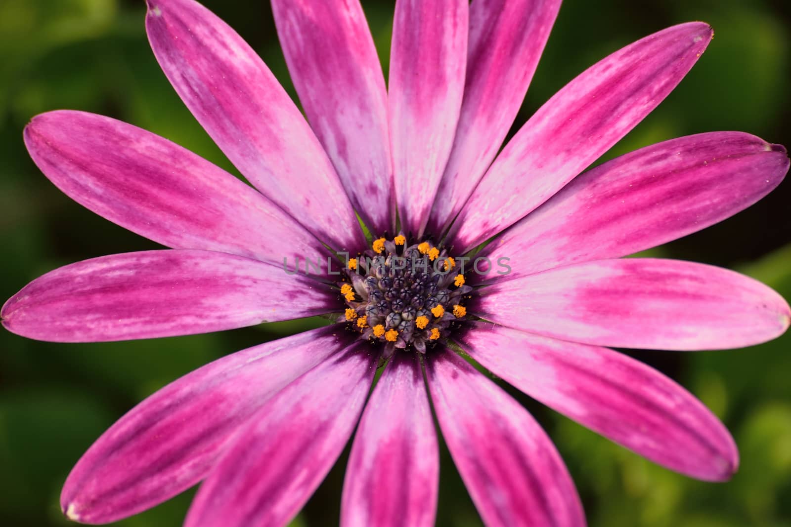 Macro details of purple colored Daisy flower in horizontal frame