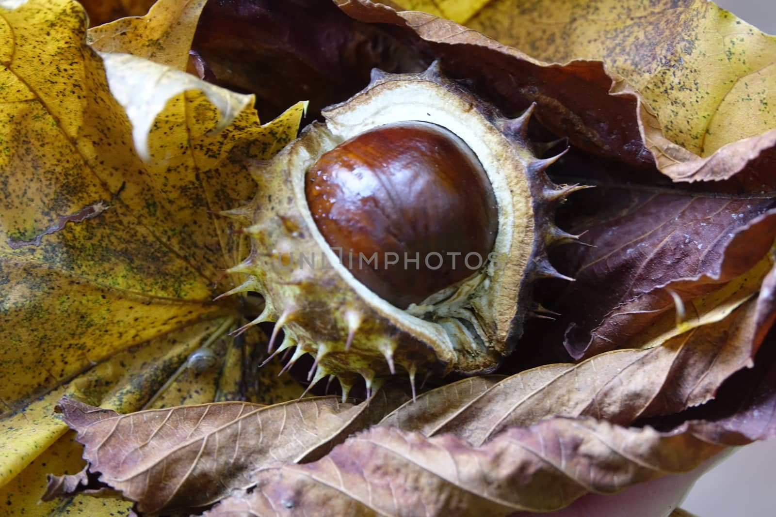 Close up chestnut view with autumn leaves 