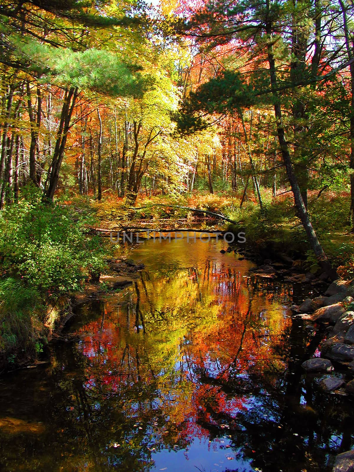 Colorfull Indian Summer near by Kennybunkport MAINE