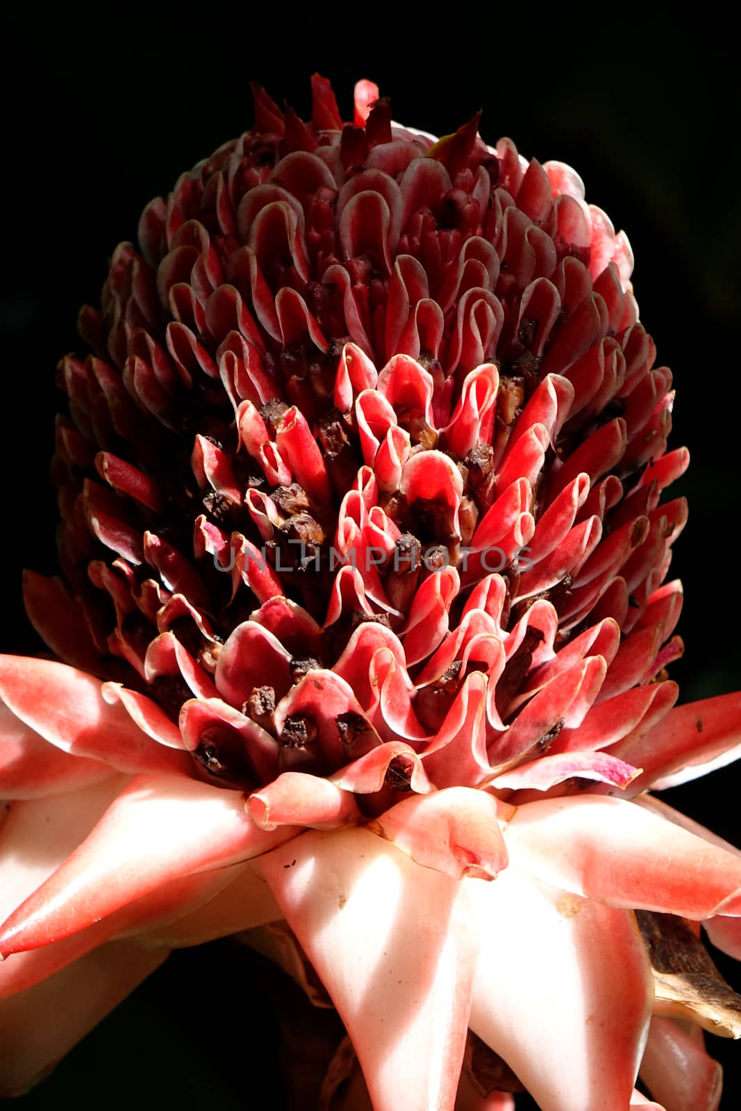 Close up view on a deep red coloured Red Ginger Lily