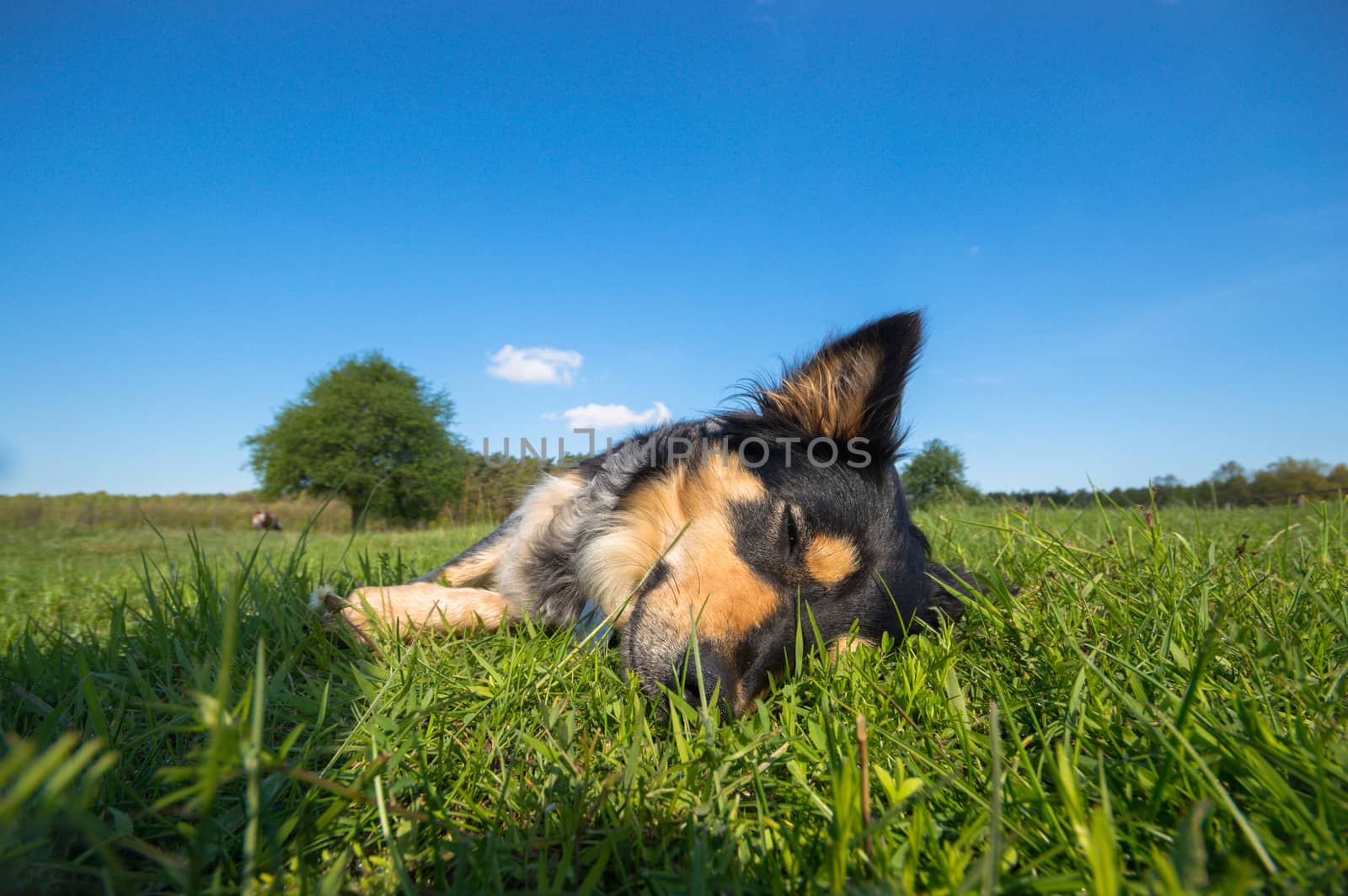 funny dog in sunny day, animals series