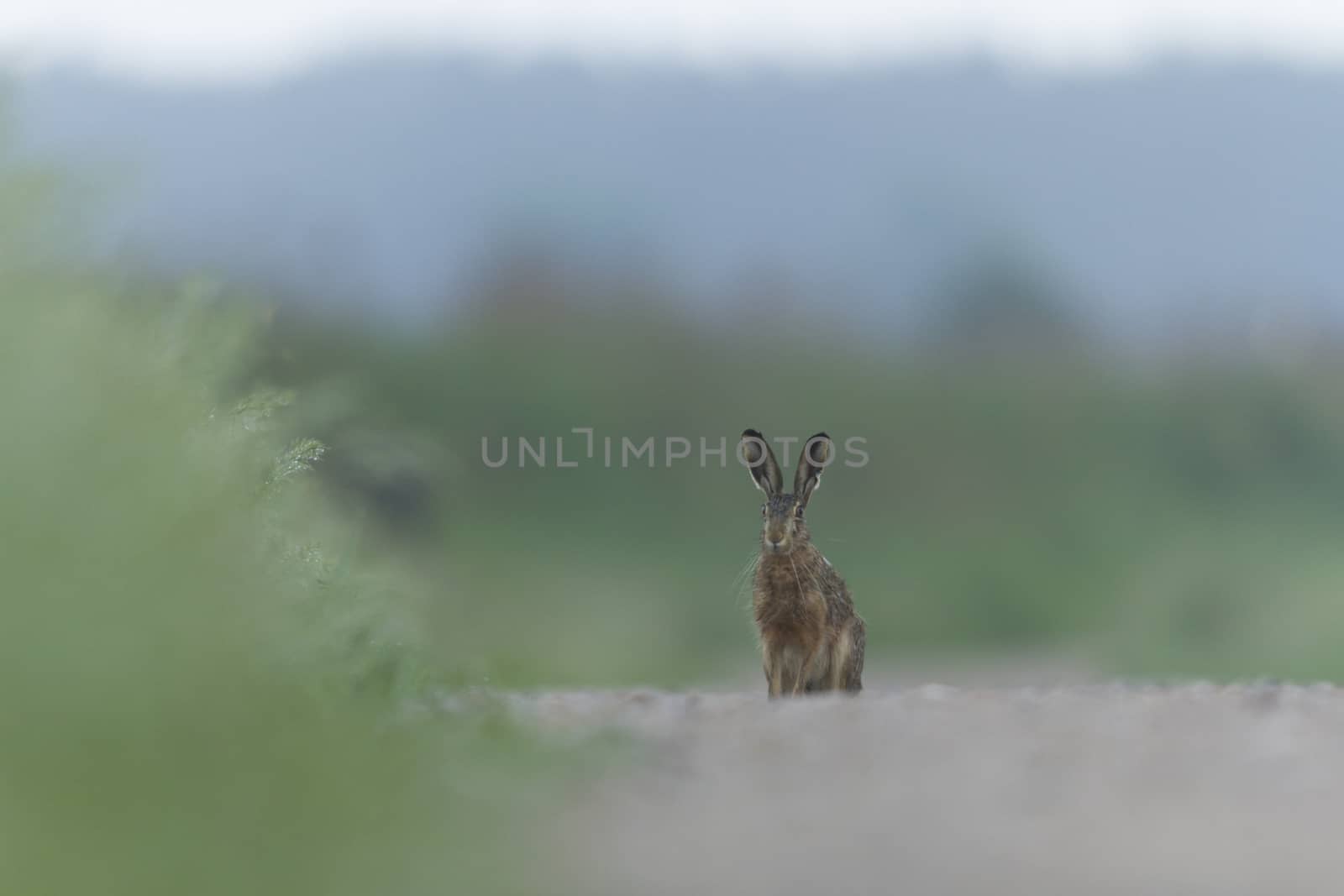 cute grey hare standing on the grass, nature series