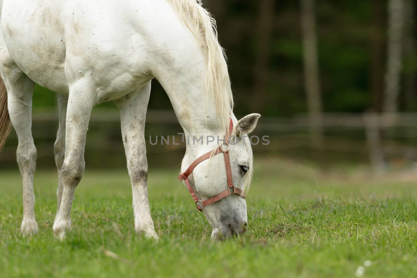 horse in a field, farm animals, nature series