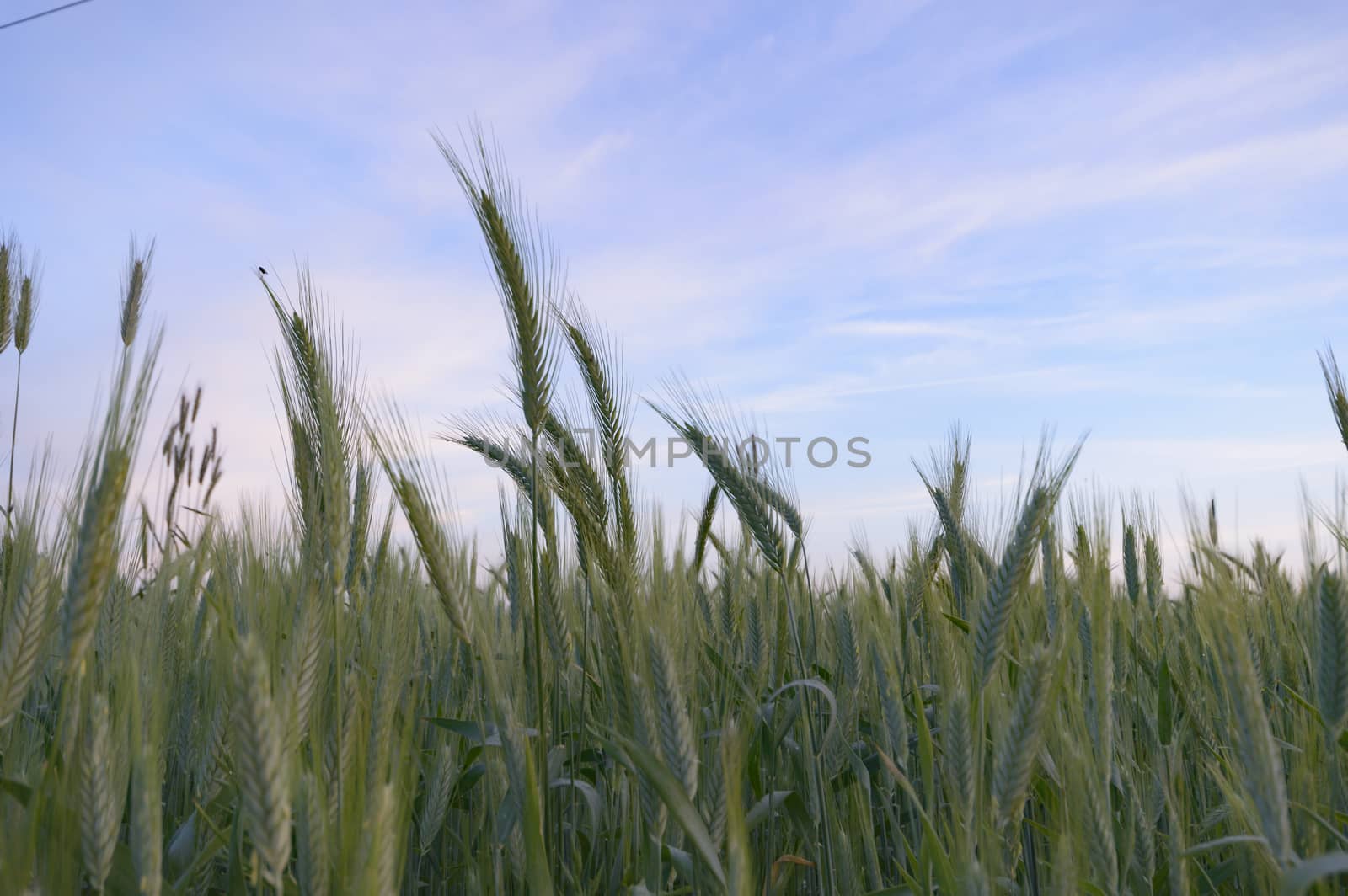 natural green colorful rural meadow, nature series