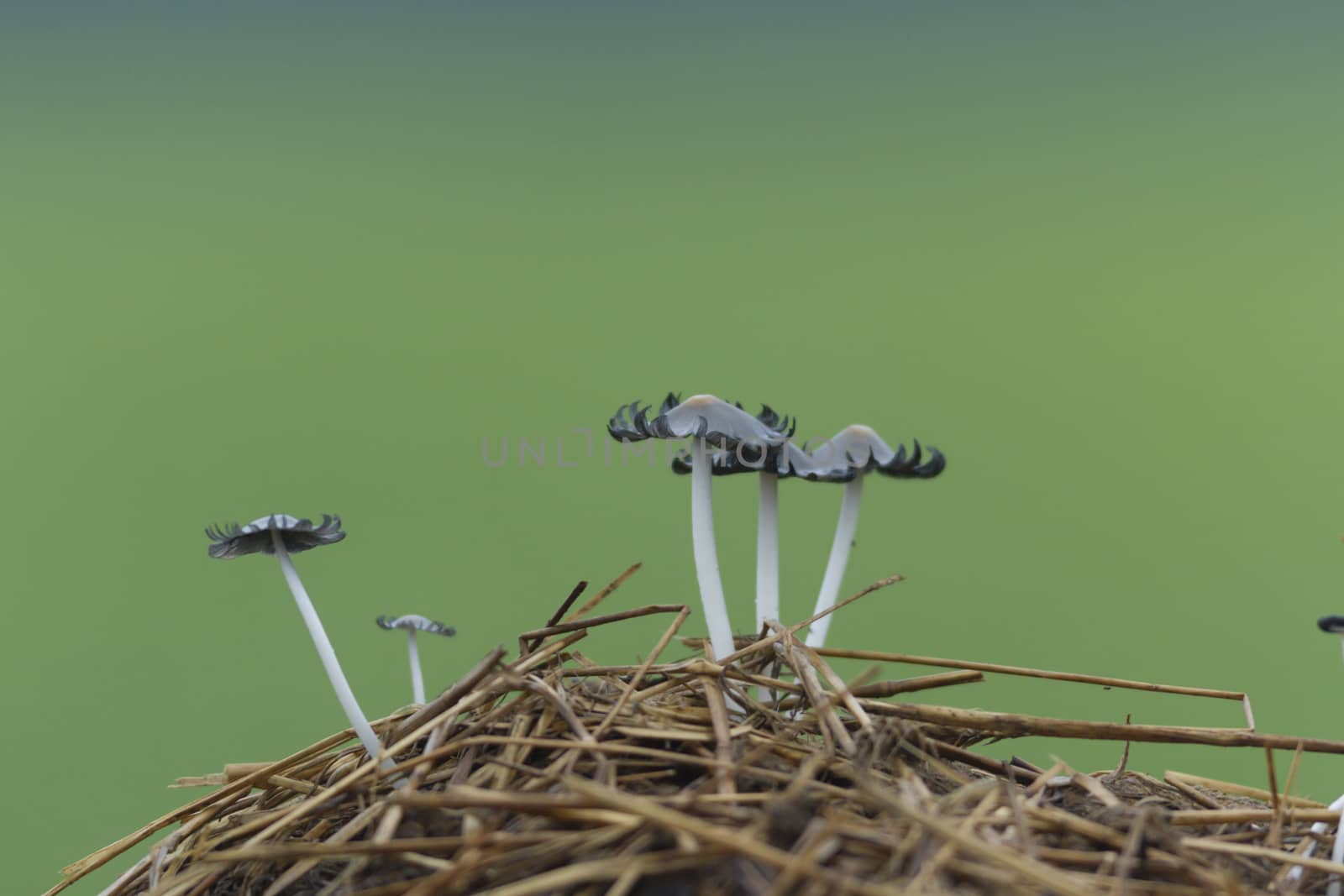 forest mushroom after longtime rain, nature series
