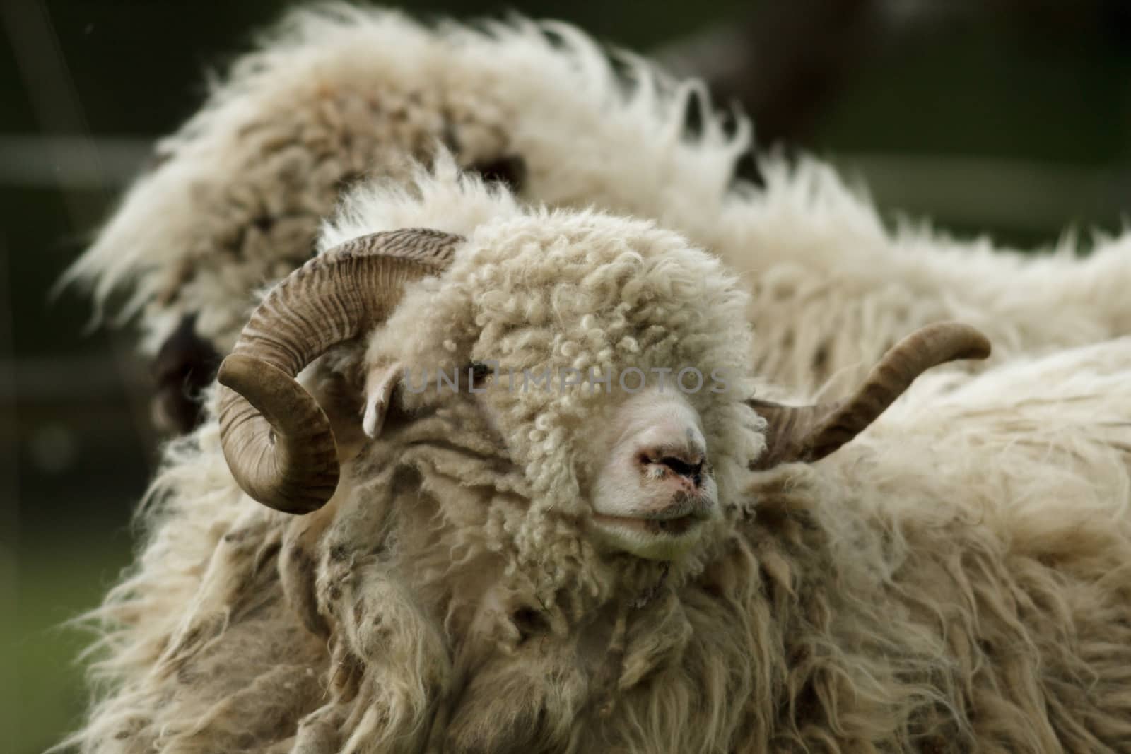 sheep on grass with blue sky, some looking at the camera