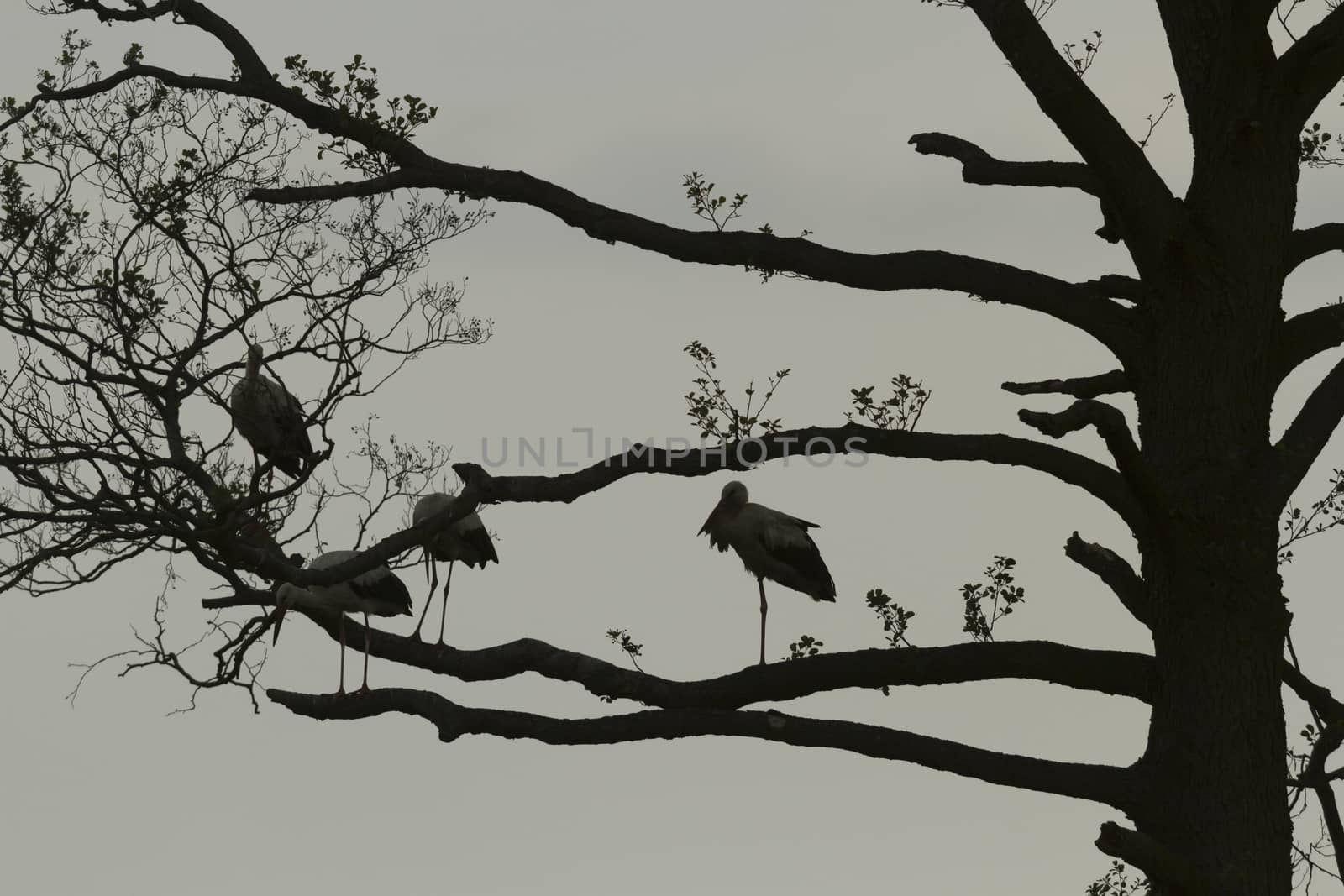 storks on green grass in sunny day, nature series