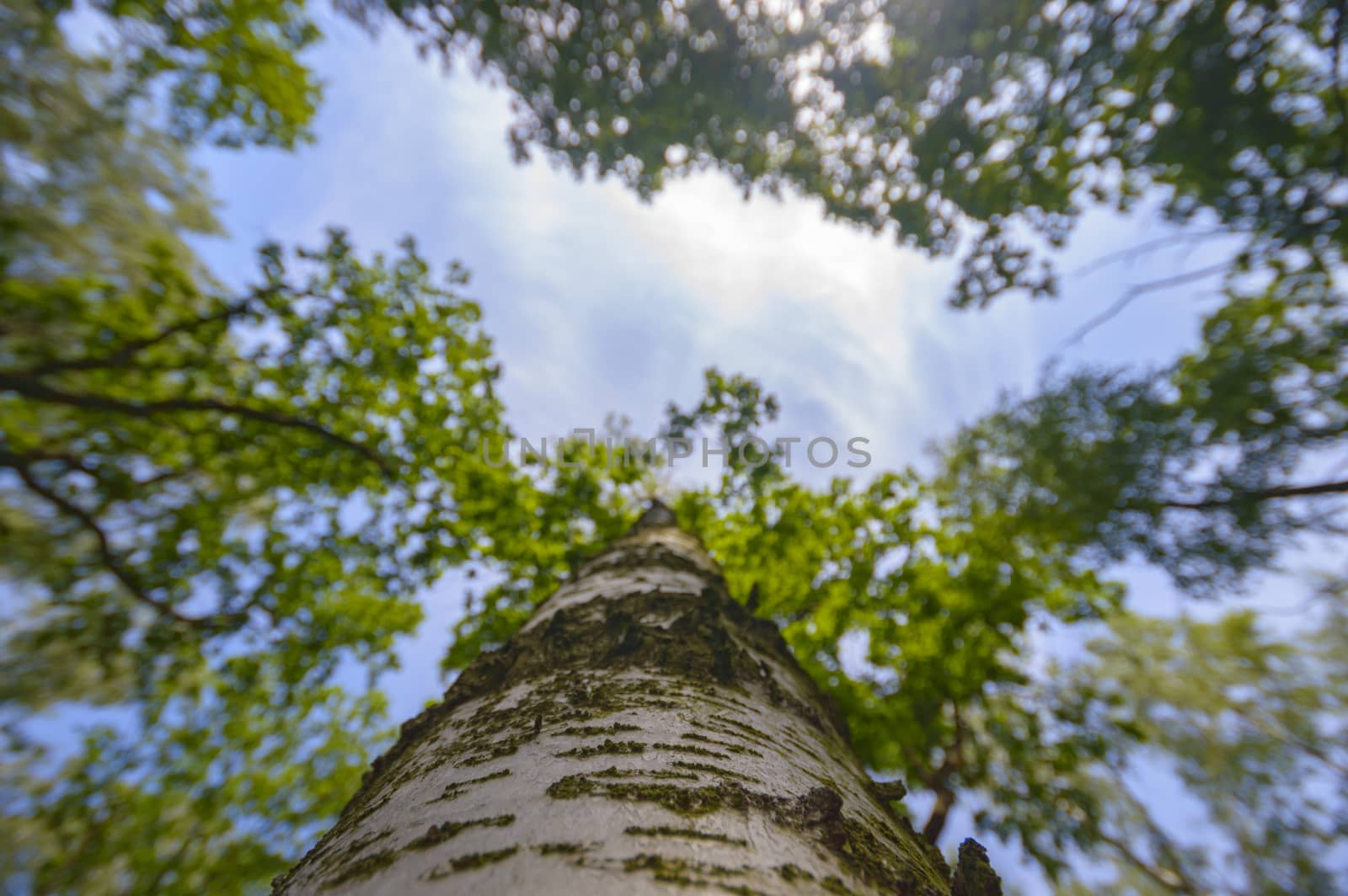 old big tree on color background with blue sky, nature series
