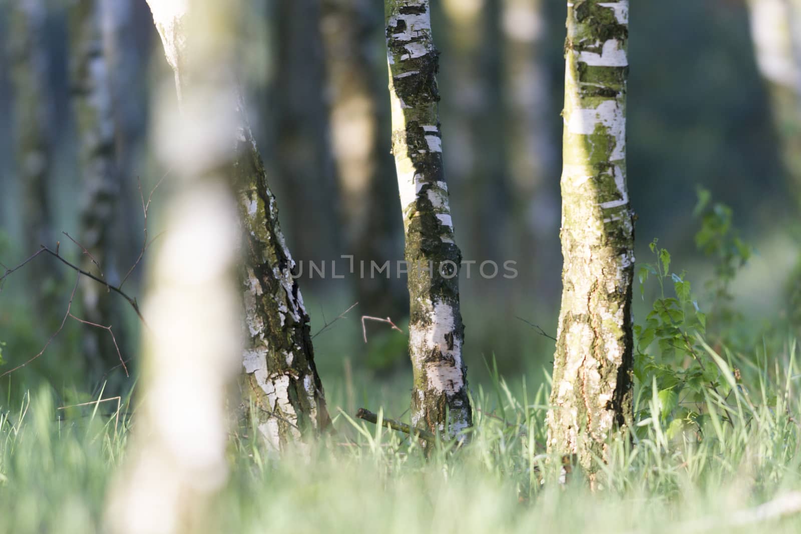 spring landscape of young trees, nature series