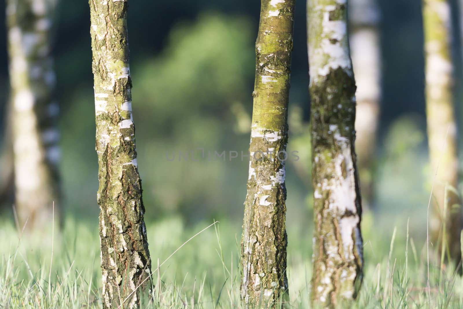 spring landscape of young trees, nature series